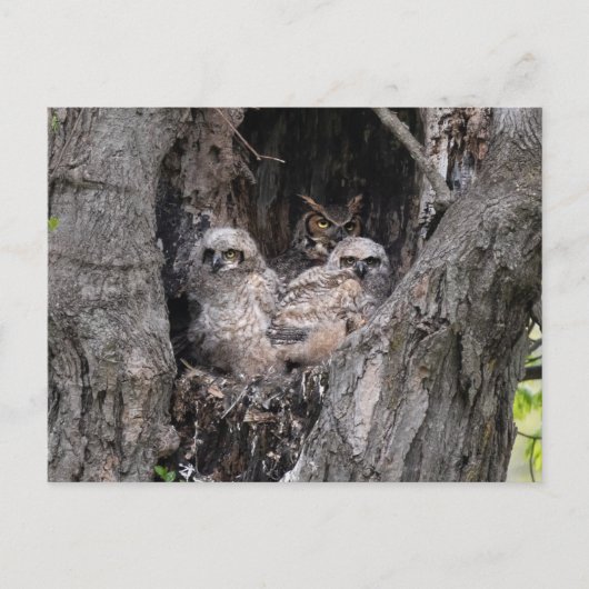 Owl en eigenaar briefkaart (Voorkant)