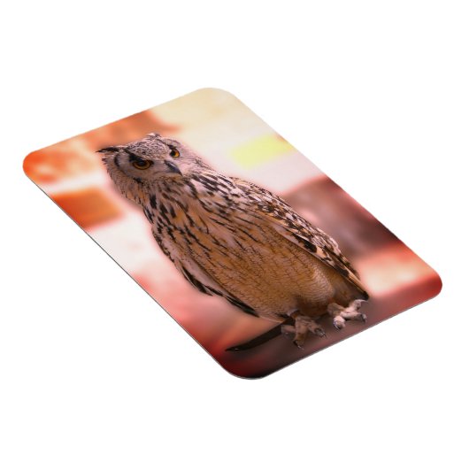 Owl Experience Somerset Magneet (Rechterzijde)