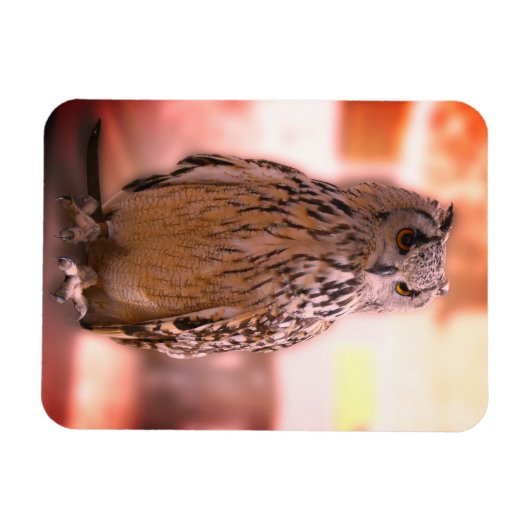 Owl Experience Somerset Magneet (Horizontaal)