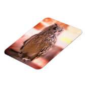 Owl Experience Somerset Magneet (Linkerzijde)