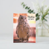 Owl experience Somerset Thinking of You Briefkaart (Staand voorkant)