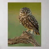 Owl Eye Bird Wild Poster (Voorkant)
