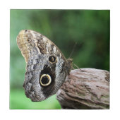 Owl Eye Butterfly Tegeltje (Voorkant)