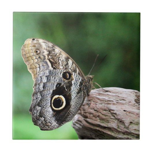 Owl Eye Butterfly Tegeltje (Voorkant)