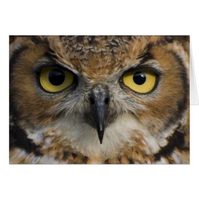 Owl Eyes (Voorkant Horizontaal)