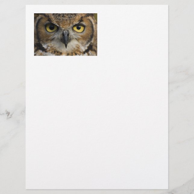 Owl Eyes (Voorkant)