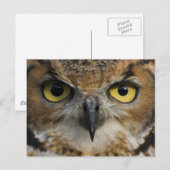 Owl Eyes Briefkaart (Voorkant / Achterkant)