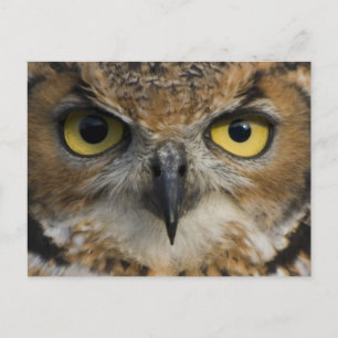 Owl Eyes Briefkaart
