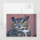Owl Eyes Briefkaart (Voorkant / Achterkant)