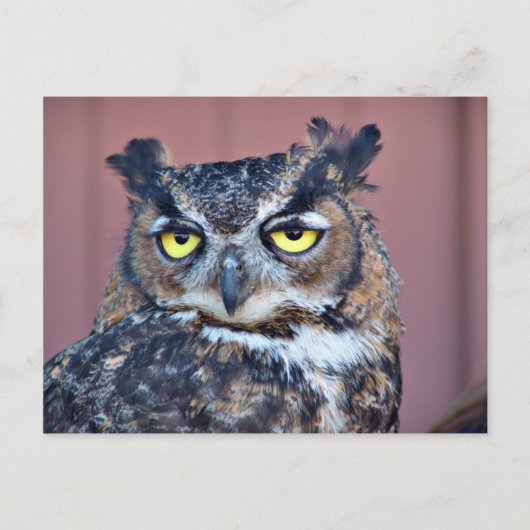 Owl Eyes Briefkaart (Voorkant)