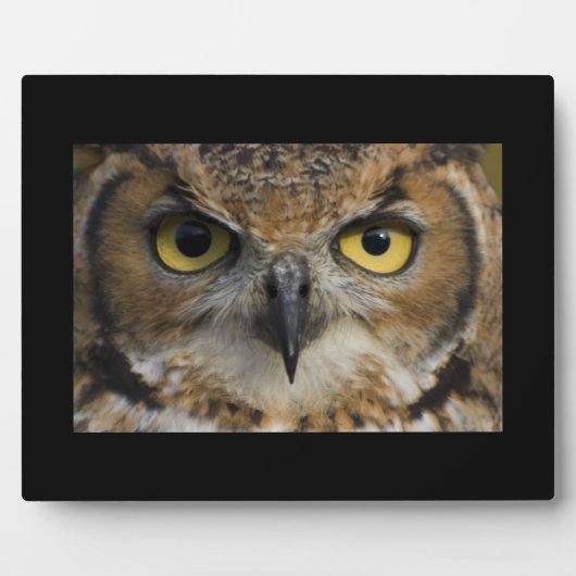 Owl Eyes Fotoplaat (Voorkant)
