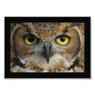 Owl Eyes met zwarte grens Foto Afdruk