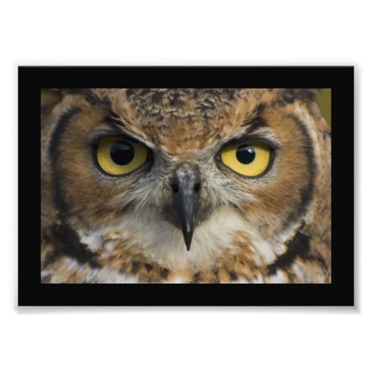Owl Eyes met zwarte grens Foto Afdruk (Voorkant)