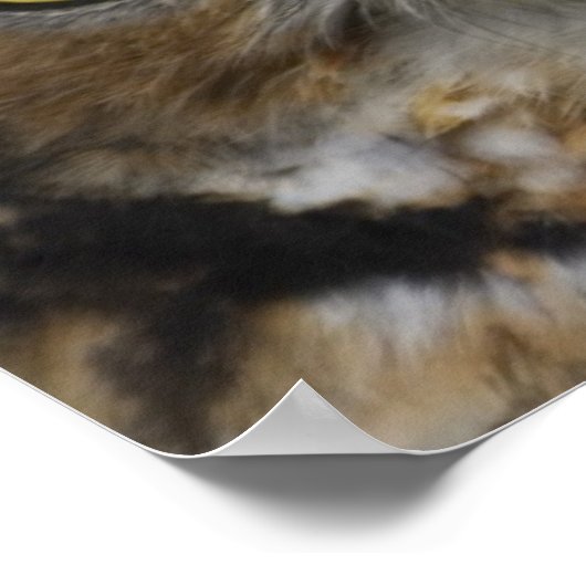 Owl Eyes Poster (Hoek)