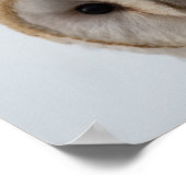 Owl Eyes Poster (Hoek)