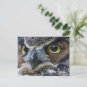 Owl Eyes Wildlife Briefkaart (Staand voorkant)