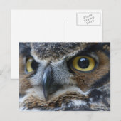 Owl Eyes Wildlife Briefkaart (Voorkant / Achterkant)