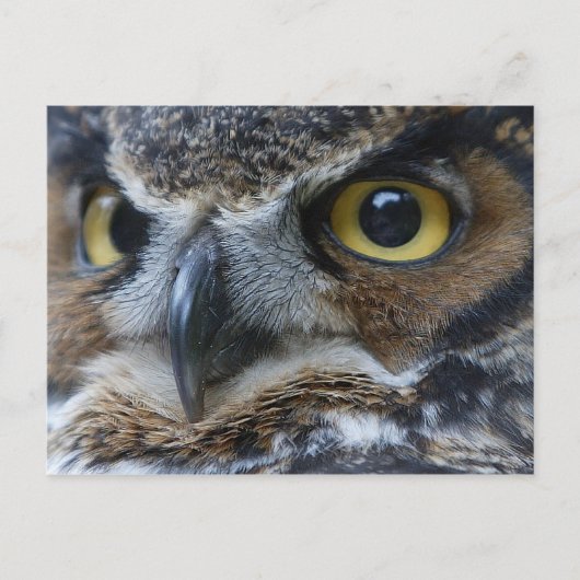 Owl Eyes Wildlife Briefkaart (Voorkant)
