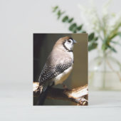 Owl Face Finch briefkaart (Staand voorkant)