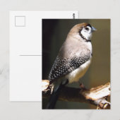 Owl Face Finch briefkaart (Voorkant / Achterkant)
