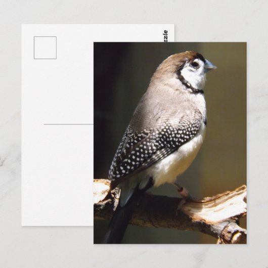 Owl Face Finch briefkaart (Voorkant / Achterkant)