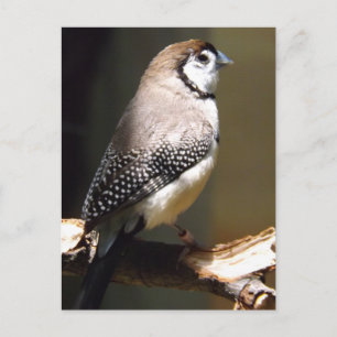 Owl Face Finch briefkaart