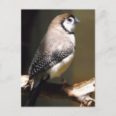 Owl Face Finch briefkaart (Voorkant)