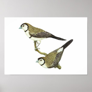 Owl Finch (beide vormen) - Taeniopygia bichenovii Poster
