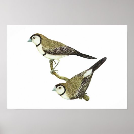 Owl Finch (beide vormen) - Taeniopygia bichenovii Poster (Voorkant)