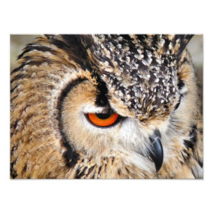 OWL FOTO AFDRUK