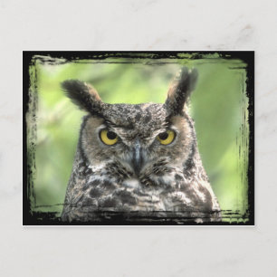 Owl Foto Briefkaart