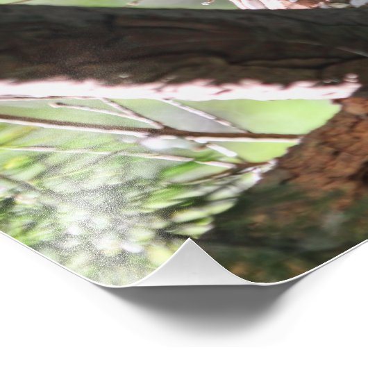 Owl Foto Foto Afdruk (Hoek)