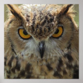 Owl Foto Poster Print (Voorkant)