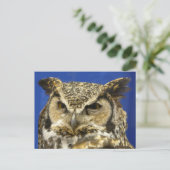 OWL - foto van Great Horned Owl Face Briefkaart (Staand voorkant)