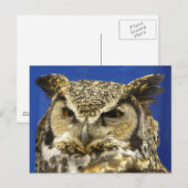 OWL - foto van Great Horned Owl Face Briefkaart (Voorkant / Achterkant)
