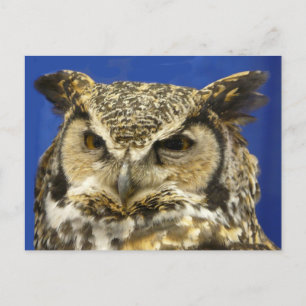 OWL - foto van Great Horned Owl Face Briefkaart