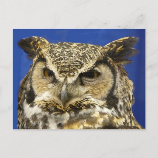 OWL - foto van Great Horned Owl Face Briefkaart (Voorkant)