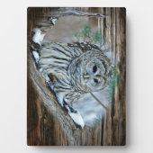 Owl Fotoplaat (voorkant)