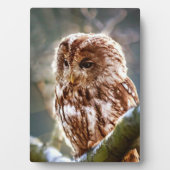 Owl Fotoplaat (voorkant)