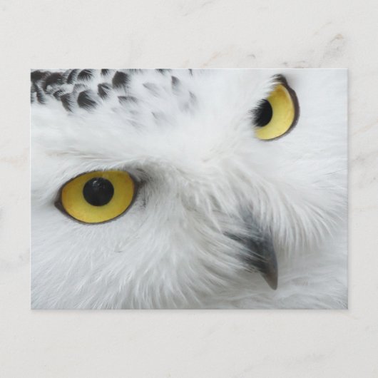 Owl gele ogen briefkaart (Voorkant)