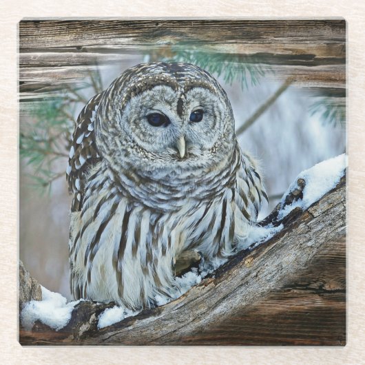 Owl Glazen Onderzetter (Voorkant)