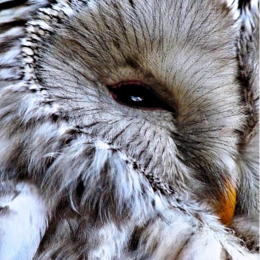 OWL GOLFHANDDOEK