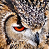 OWL HANGEND WANDKLEED