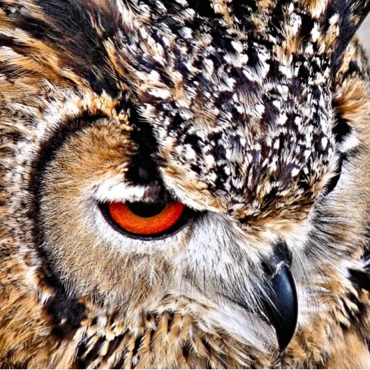 OWL HANGEND WANDKLEED