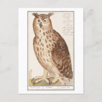 Owl Illustratie