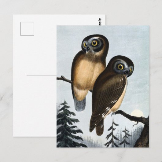 Owl Illustratie Briefkaart (Voorkant / Achterkant)