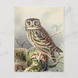 Owl Illustratie Briefkaart