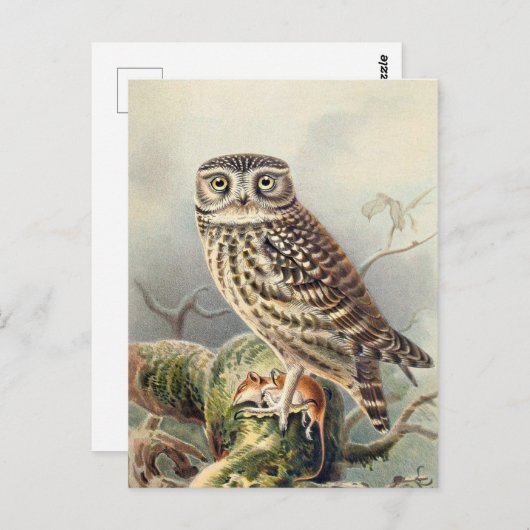  Owl Illustratie Briefkaart (Voorkant / Achterkant)