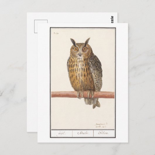  Owl Illustratie Briefkaart (Voorkant / Achterkant)