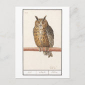  Owl Illustratie Briefkaart (Voorkant)